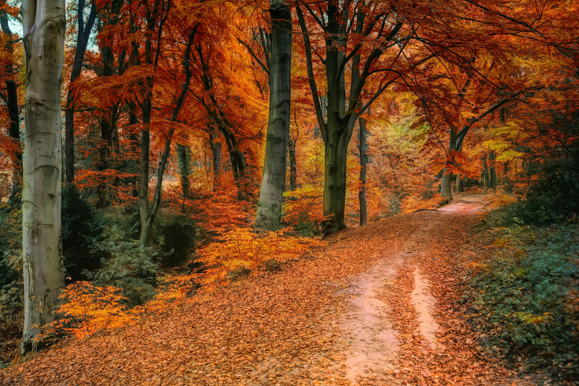 Bosco d'autunno dai colori caldi, tra giallo, rame e rosso
