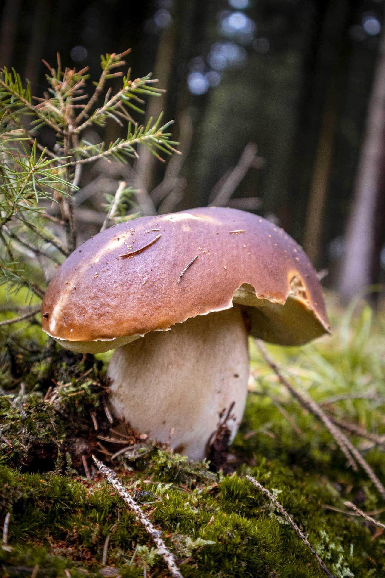 Fungo porcino nel sottobosco, immagine evocativa